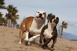 AMSTAFF  ADULT & PUPPIES 041